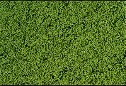Heki 1601 microflor foliage midgreen