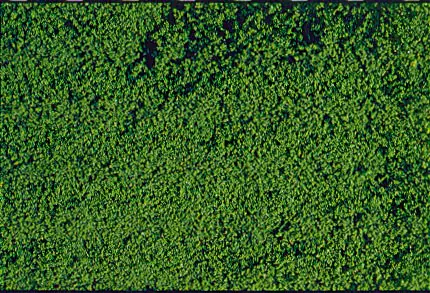 Heki 1602 microflor foliage darkgreen