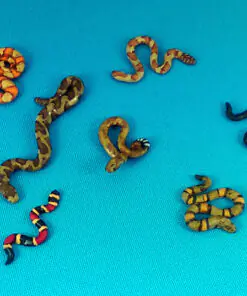 DMH661	Blister	Snakes!