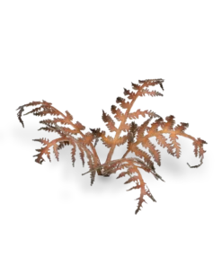GGLP-DB Dry Bracken - Image 3