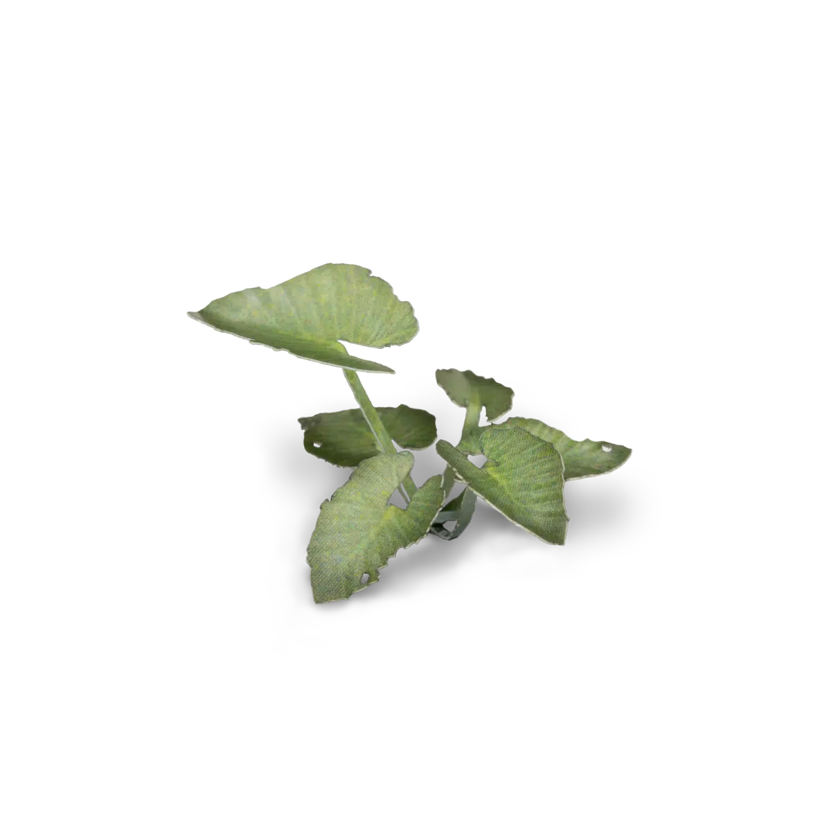 GGLP-EE Elephant Ear - Image 2