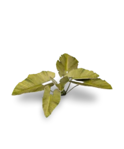 GGLP-EE Elephant Ear - Image 3