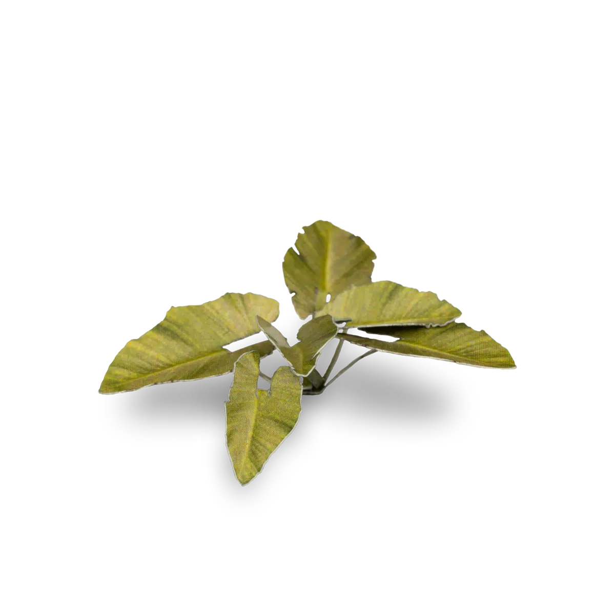 GGLP-EE Elephant Ear - Image 3