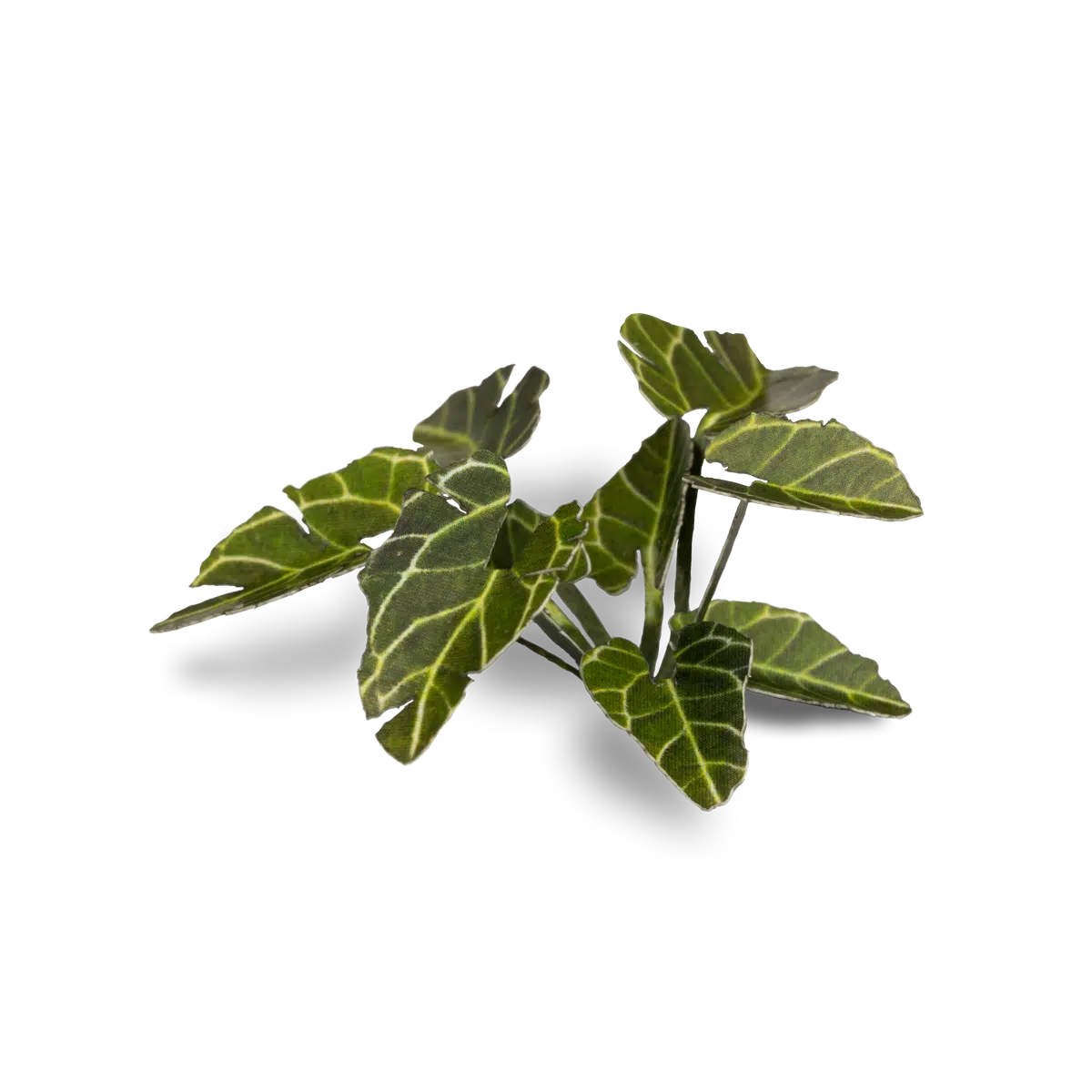 GGLP-EE Elephant Ear