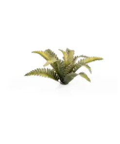 GGLP-DF Deer Fern