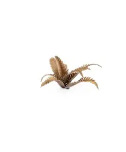GGLP-DF Deer Fern - Image 3