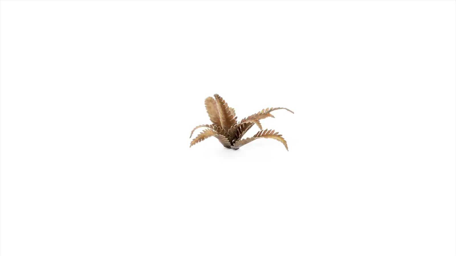 GGLP-DF Deer Fern - Image 3