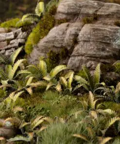 Alternative view of GGLP-DF Deer Fern