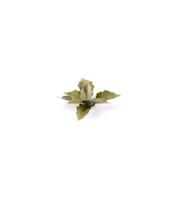 GGLP-PL Plantain Lily - Image 3
