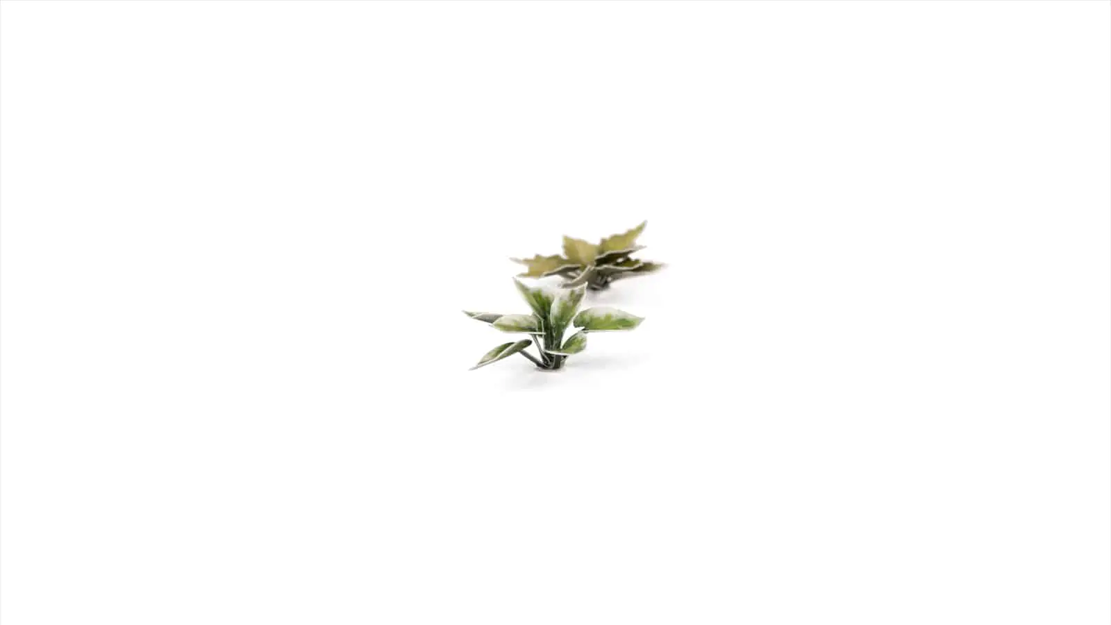 GGLP-PL Plantain Lily - Image 2