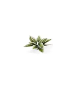 GGLP-PL Plantain Lily
