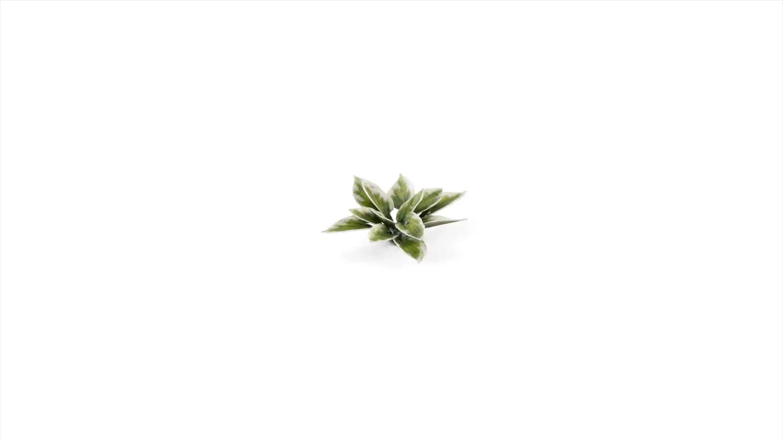 GGLP-PL Plantain Lily