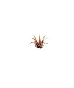 GGLP-RA Red Aloe - Image 3