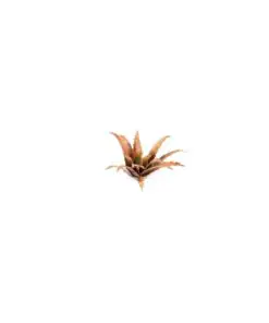 Alternative view of GGLP-RA Red Aloe
