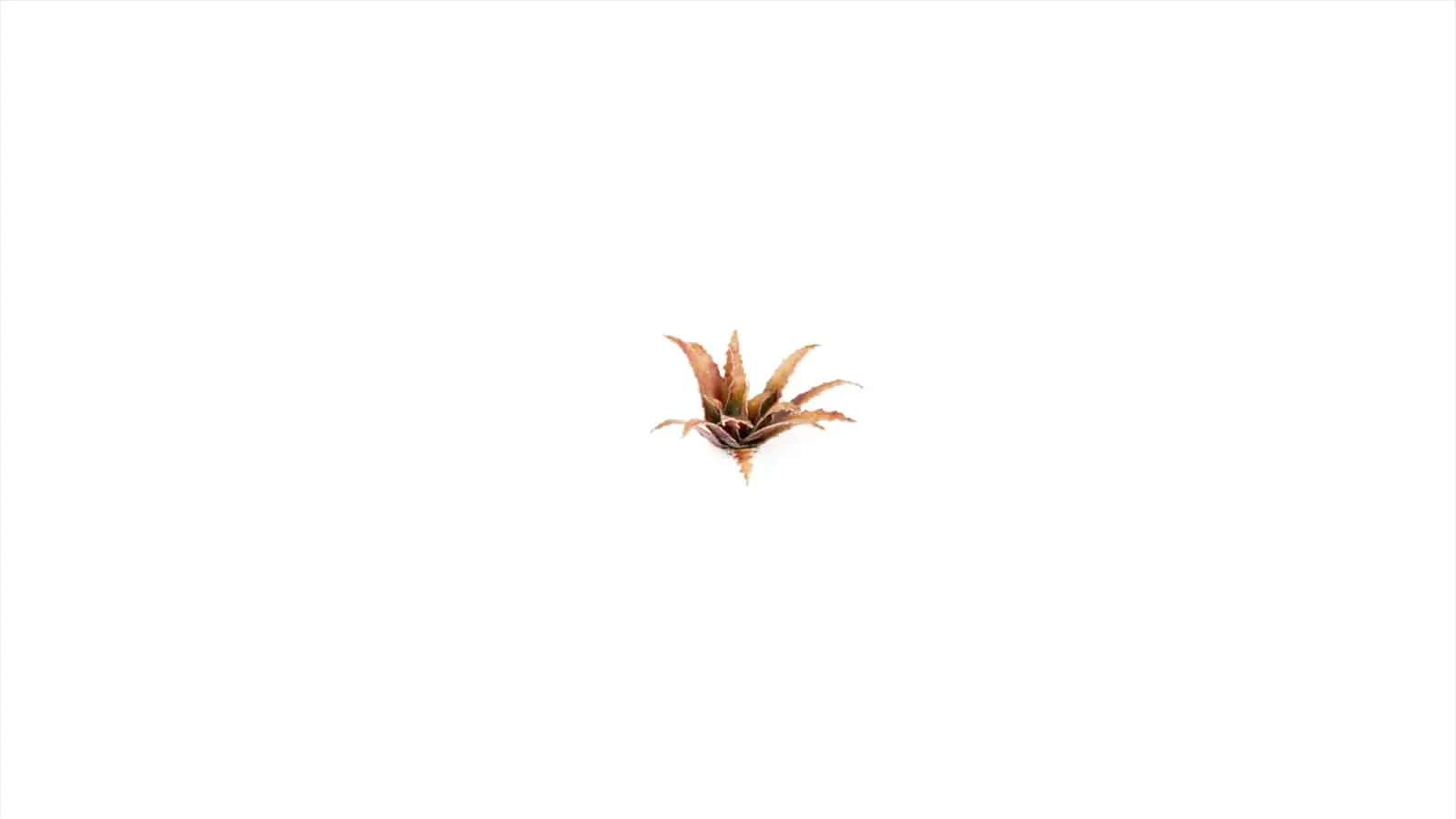 GGLP-RA Red Aloe - Image 2