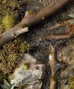 Alternative view of GGFS-SWA Swamp Shrubs