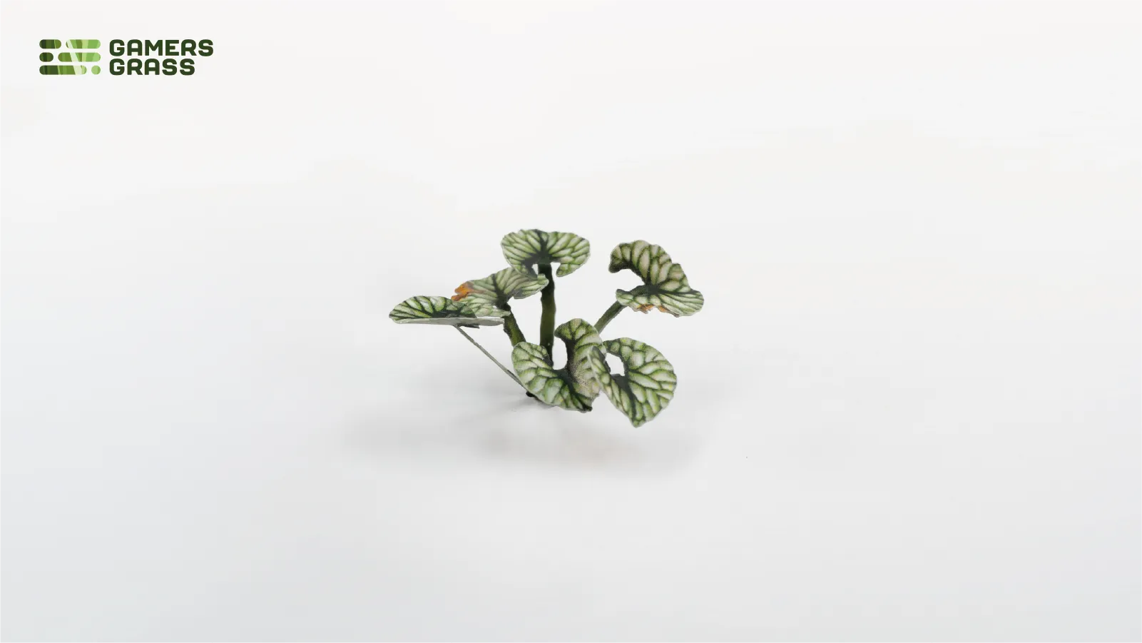GGLP-BL Bugloss - Image 3