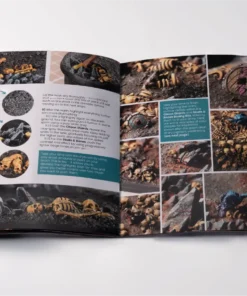 GGSB-CWBB - Chaos Wasteland Basing Box - Image 5
